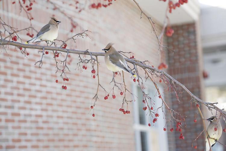 01-15-22 Birds at hospital