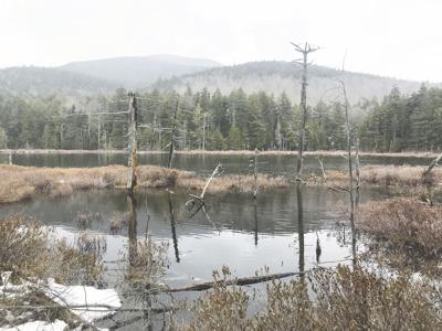 4-23-2022 Parsons-Shingle Pond