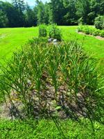 More Thoughts While Weeding: Succession planting makes the most of growing season
