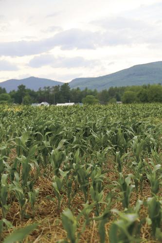 06-29-21 Sherman's Farm corn and mtns vertical