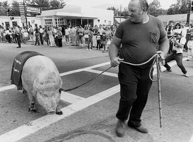 pig