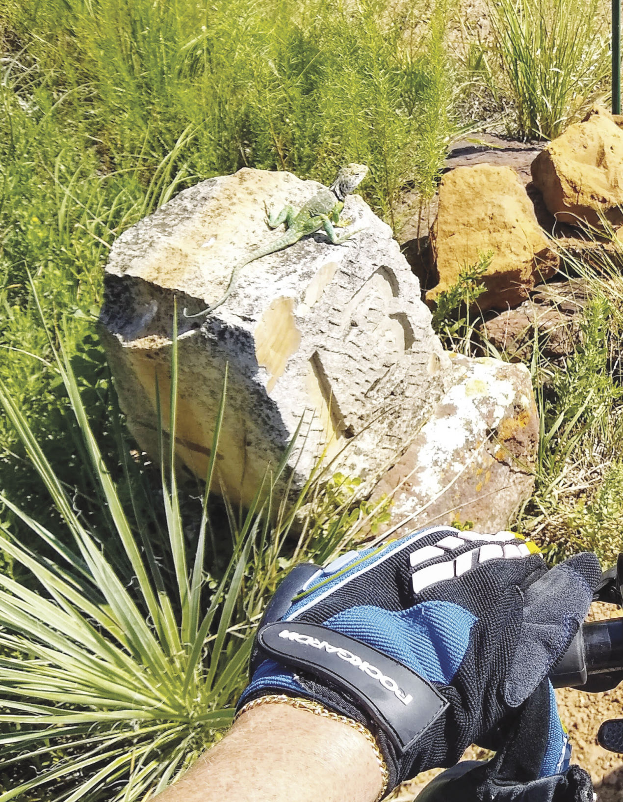 4-20-2020 Basch-Lizard