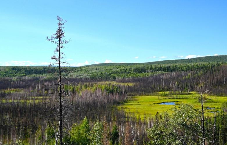 People living on land bridge linking North America to Asia hunted mammoths
