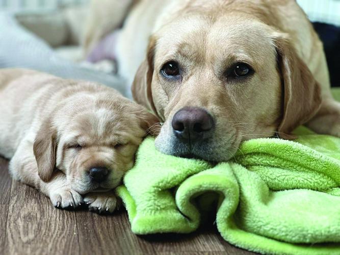 Acts needs puppy raisers - mother and puppy
