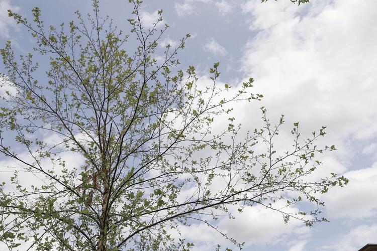 06-15-22 Caterpillars sparse branches horizontal