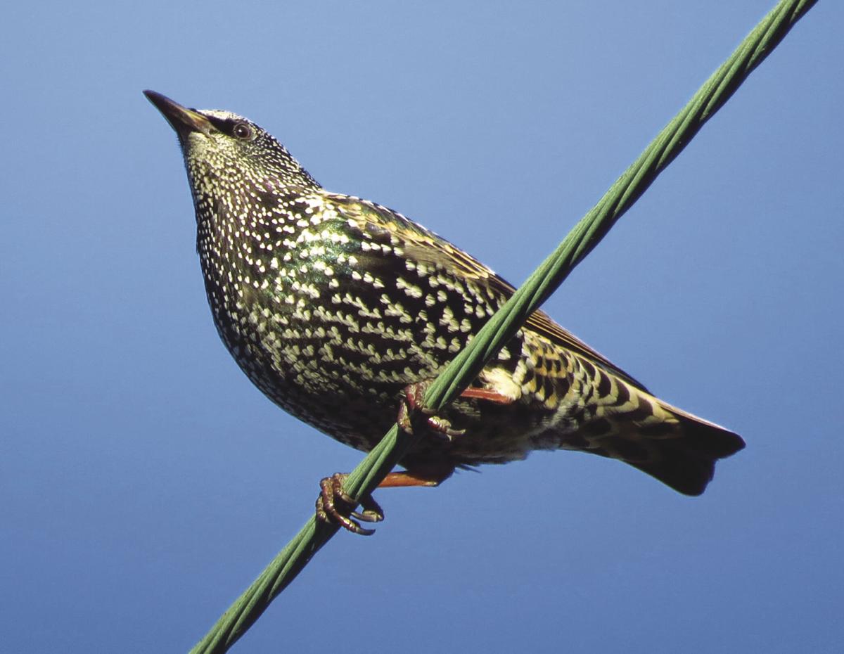 Where Have All The Birds Gone Local News Conwaydailysun Com Where Have All The Birds Gone Local News Conwaydailysun Com