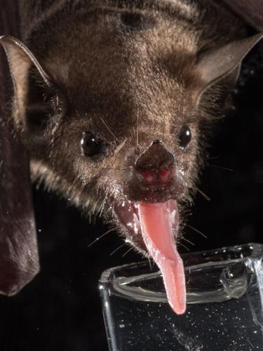Bats originated in Europe around 65 million years ago, reveals new research
