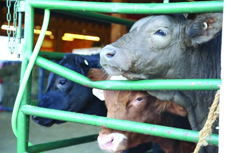 10-04-25 Fryeburg Fair calf trio horizontal