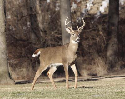 Fish and Game - deer muzzleloader season