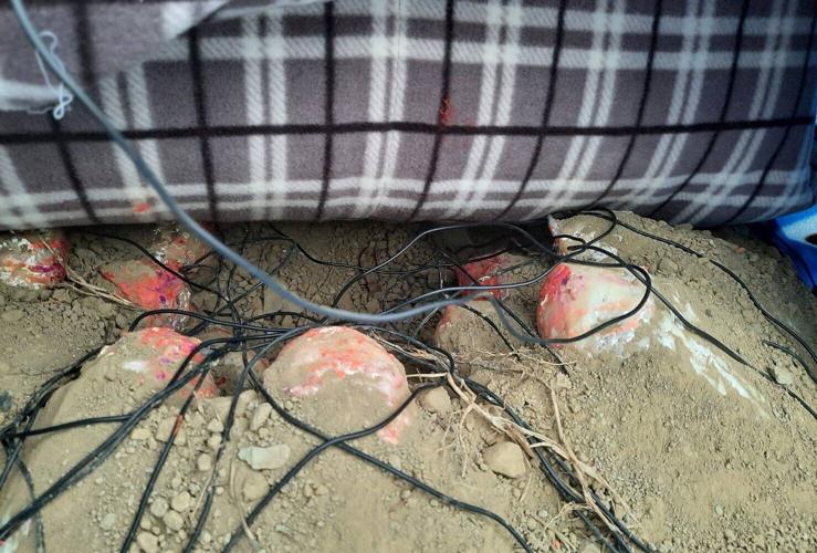 Dinosaurs hatched eggs less efficiently than modern birds, suggests study