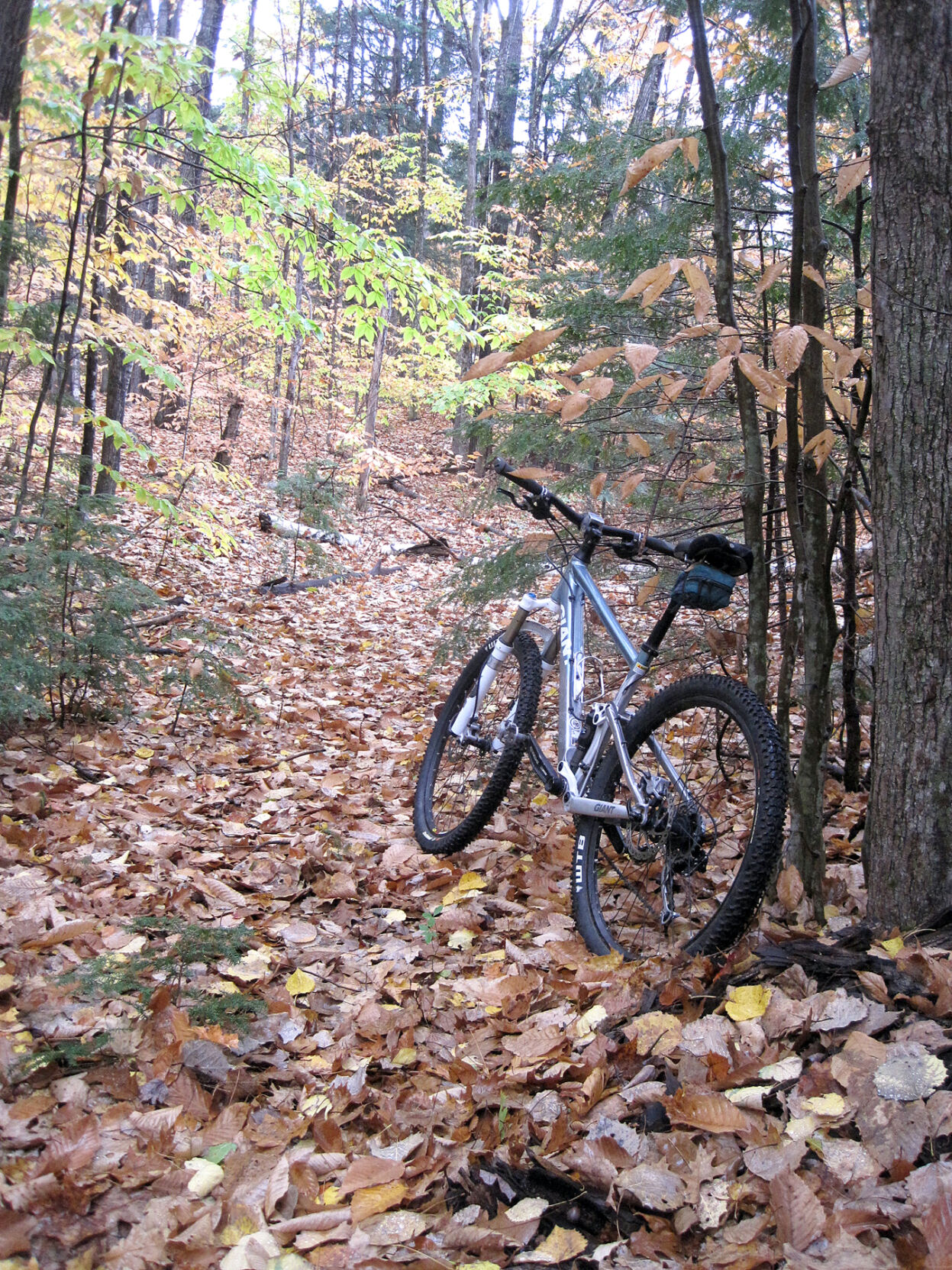WHEEL FAMILY FUN - leaves on trails