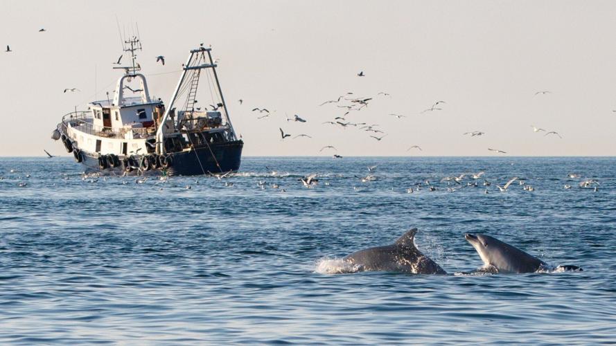 Dolphins becoming increasingly reliant on fishing trawlers for food, suggests study