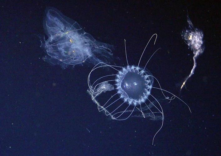 Deep-sea mission uncovers 31 new species – including one living inside another