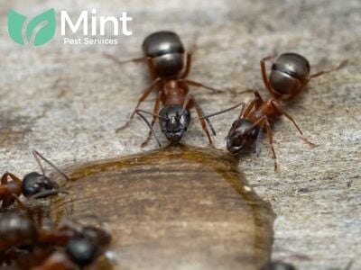 Mint Pest Services Introduces Family-Safe, Eco-Friendly Pest Control Solutions to Andrews, TX