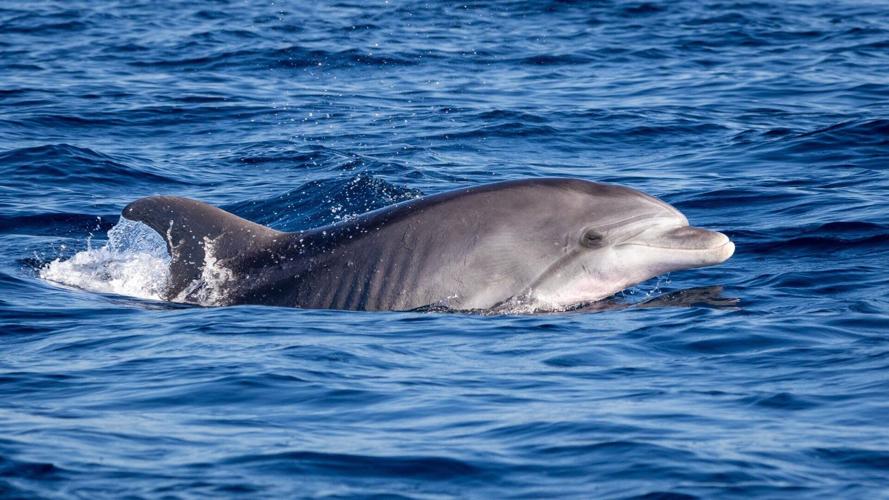 Dolphins becoming increasingly reliant on fishing trawlers for food, suggests study