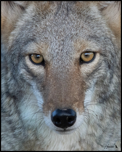 Learn about the behavior and ecology of the coyote