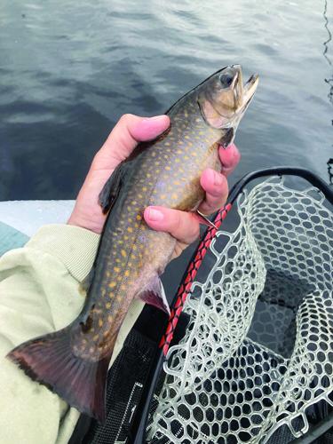 North Country Angler - wild brook trout