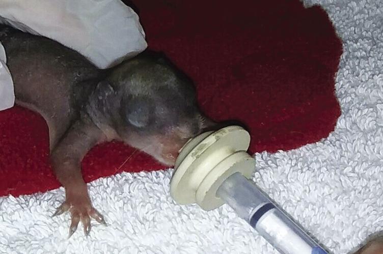 6-18-18-ECCW - baby squirrel.jpg