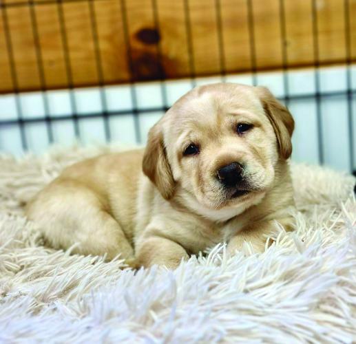 Acts needs puppy raisers - cute Lab puppy