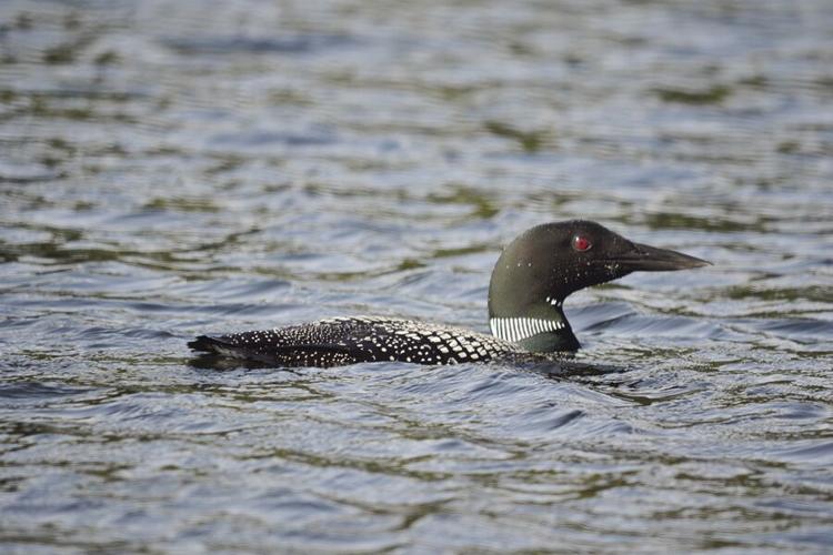 loon photo
