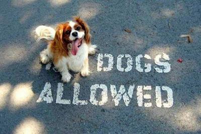 Paws in the Park and a Show to the South