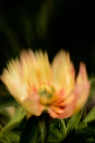 Tulip