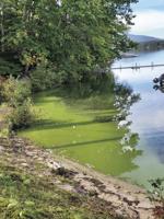 Cyanobacteria at Province Lake, again