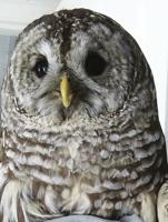 Wildlife Notes: Wildlife rehabilitation runs on volunteers