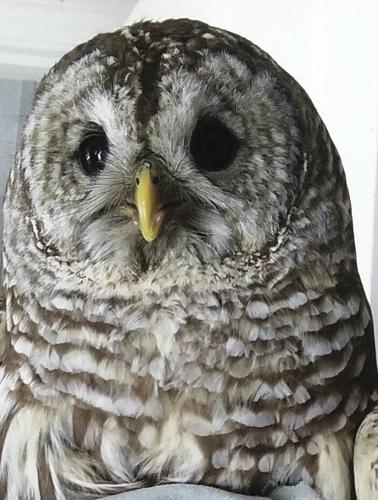 6-18-18-ECCW - barred owl hit by car.jpg