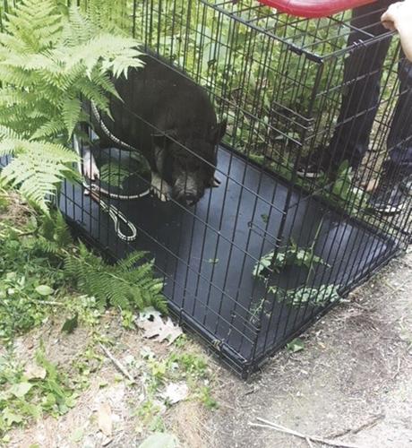 Potbellied pig Hanson road