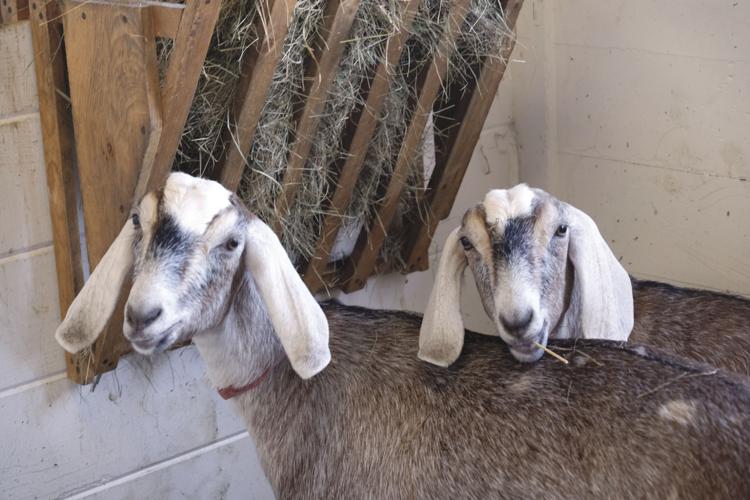 10-3-17 Frye Fair 3.JPG