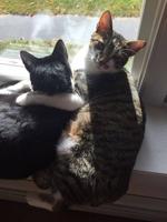 Some Nice Holiday Pet Events