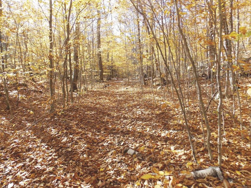 Hiking: Where to find great foliage views