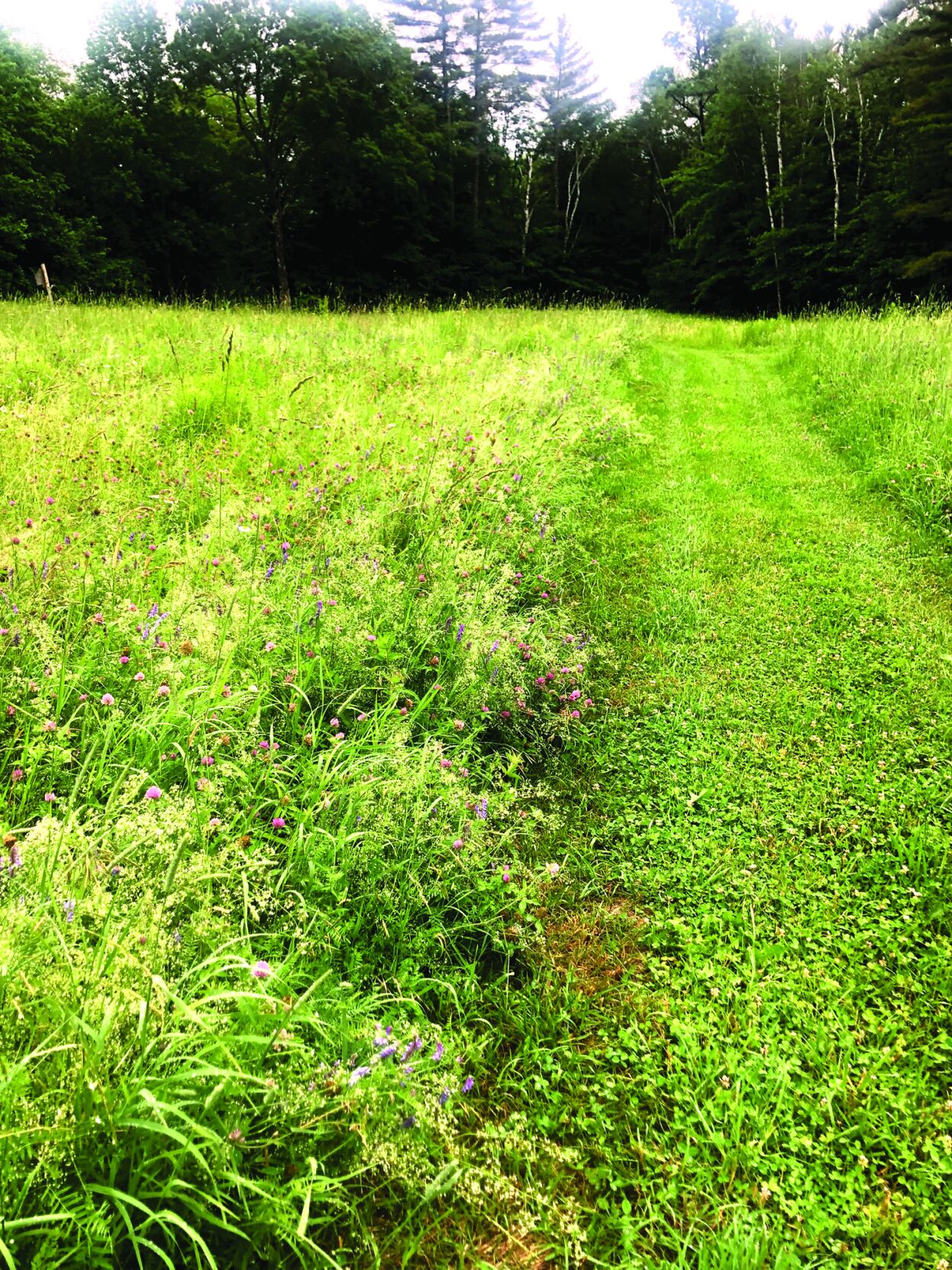 smooth bedstraw.jpeg