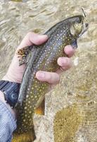 North Country Angling: Decisions, decisions