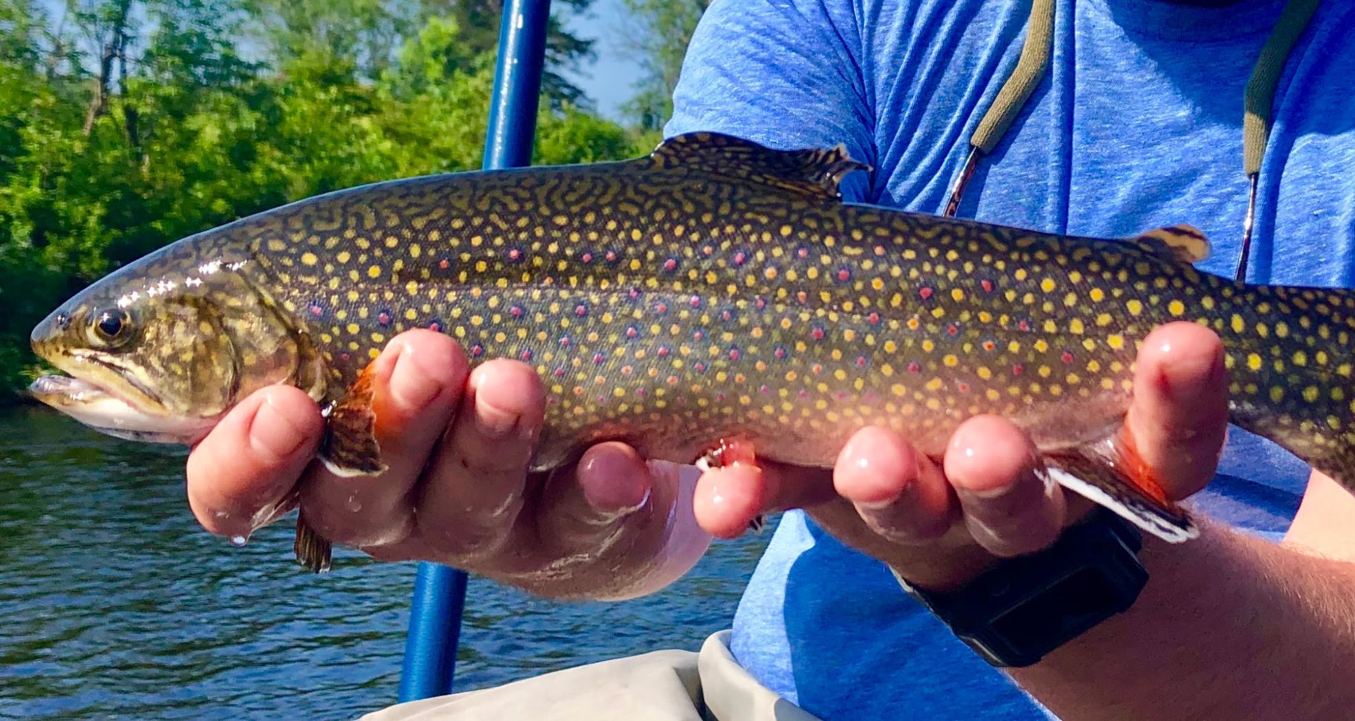 White Mountain Anglers: Fighting Wild Brook Trout | Local