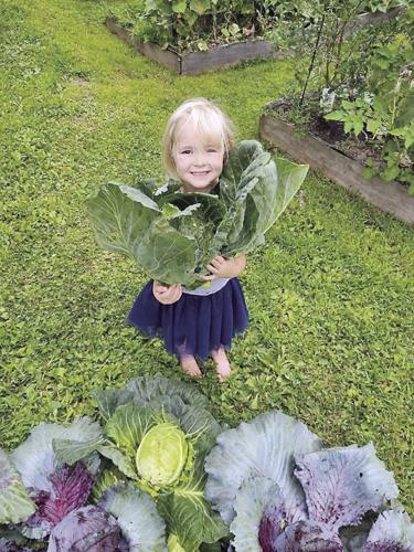 Gilmore COVID chronicles - Zelda Gilmore with cabbage