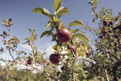 apple