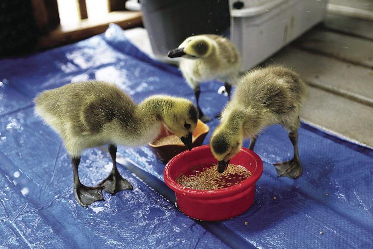 Wildlife Center goslings