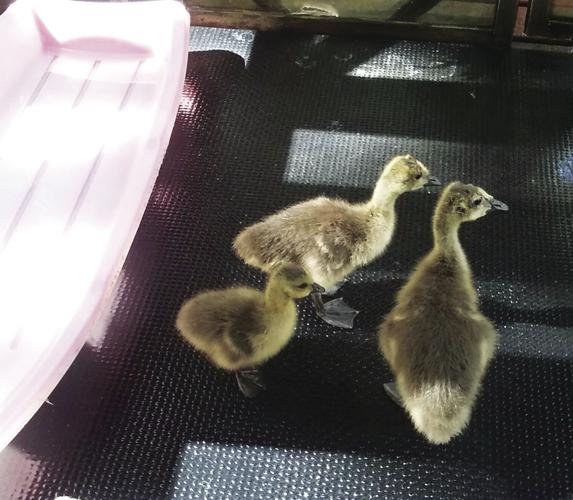 6-18-18-ECCW - goslings.jpg