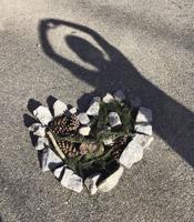 A virtual 50th Earth Day celebration this year