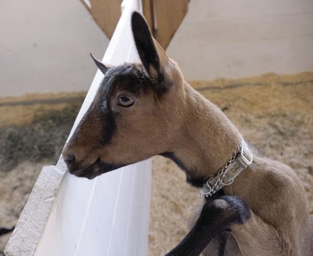 10-3-17 Frye Fair 4.JPG