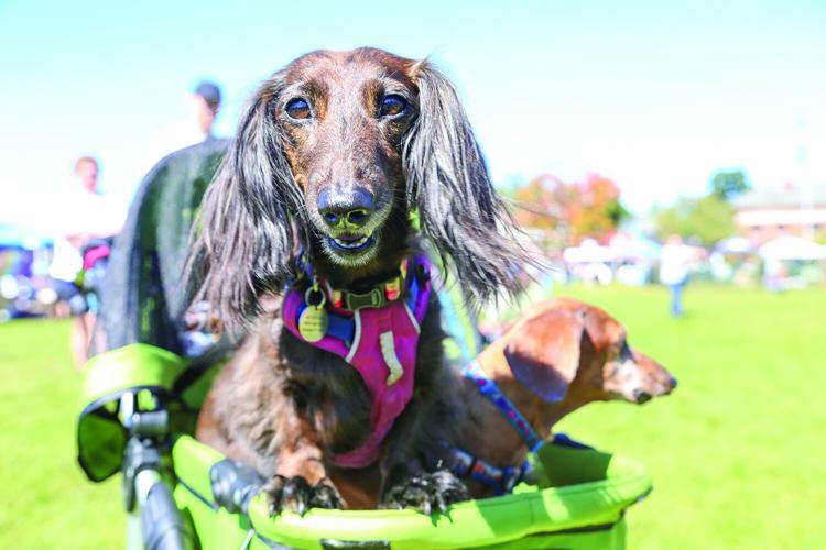 09-20-25 Bark in Park stroller dogs