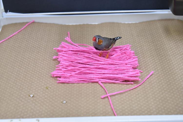 Some birds want pink nests, according to new research