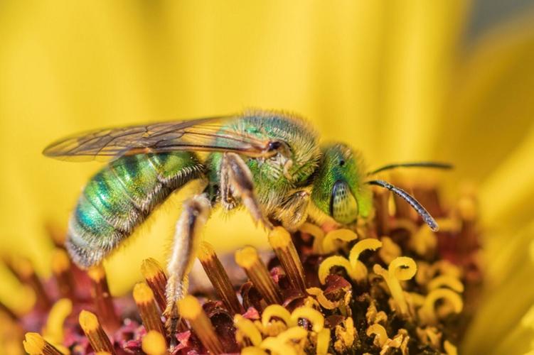 Some bees change colour with the weather, reveals new research