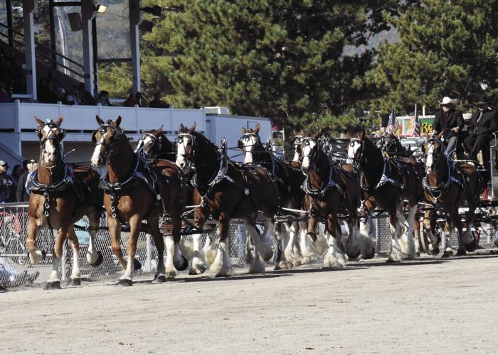 10-8-19 10-horsehitch.jpg