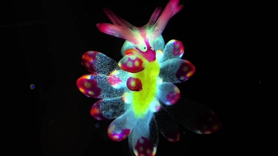 Nikon Small World video contest spans colourful sea slugs to medical imaging