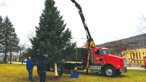 Cutline: Tree donated to stand it Veteran's Park
