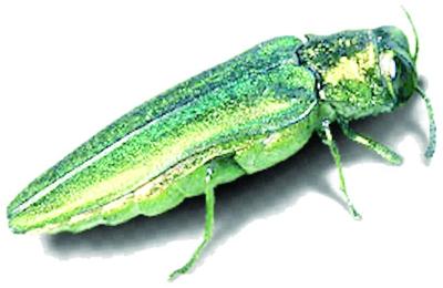 EP 16 emerald ash borer.tif