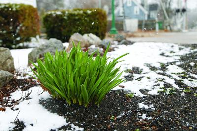 04-07-26 Snow plants side